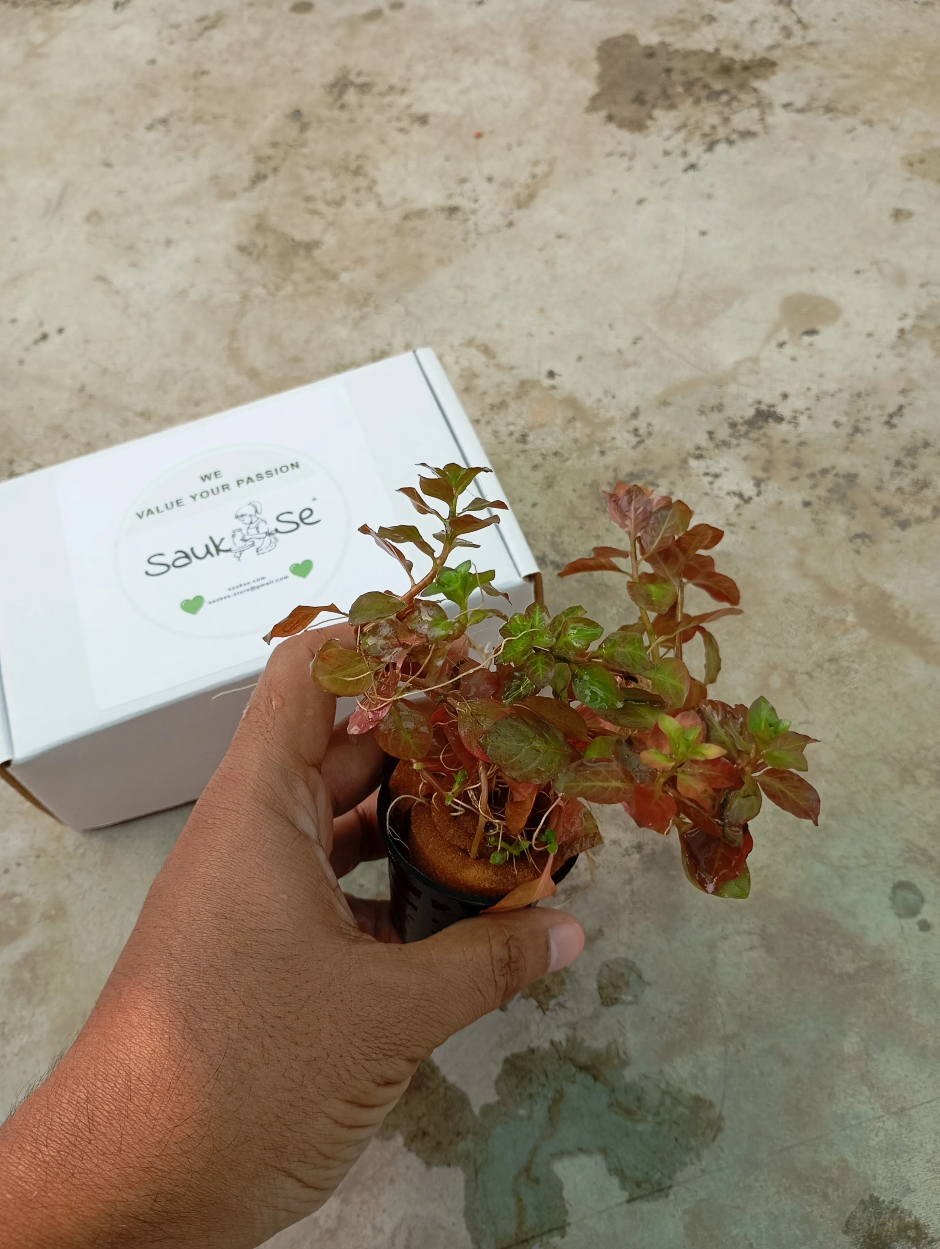 Ludwigia Ovalis Emersed Plant Pot