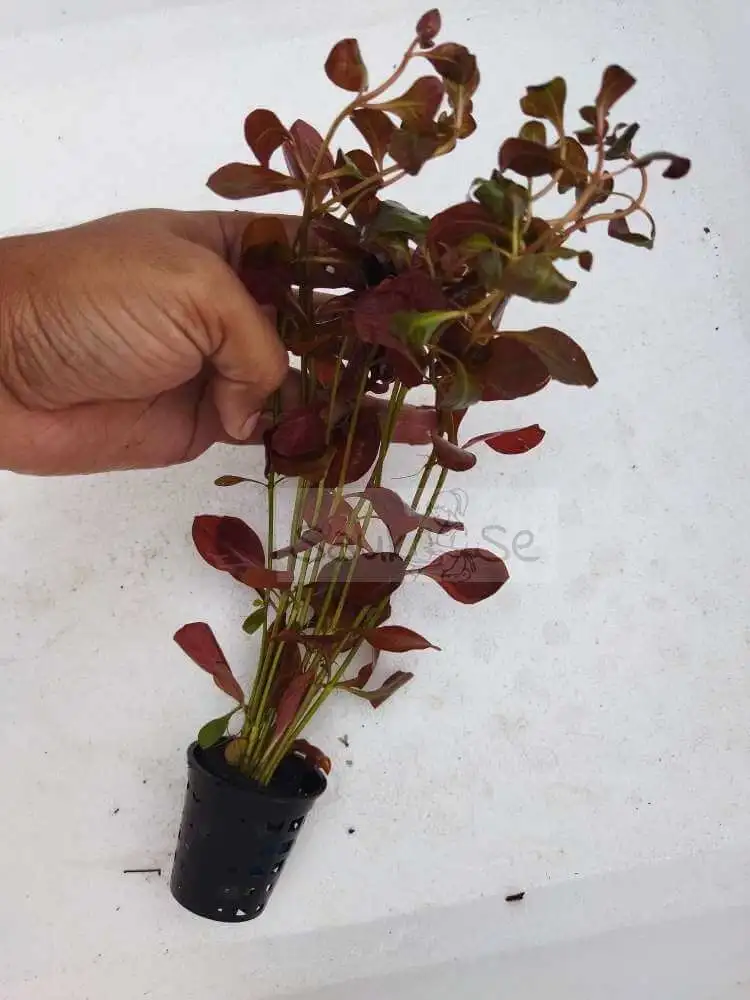 Ludwigia Palustris Super Red Aquarium Plant