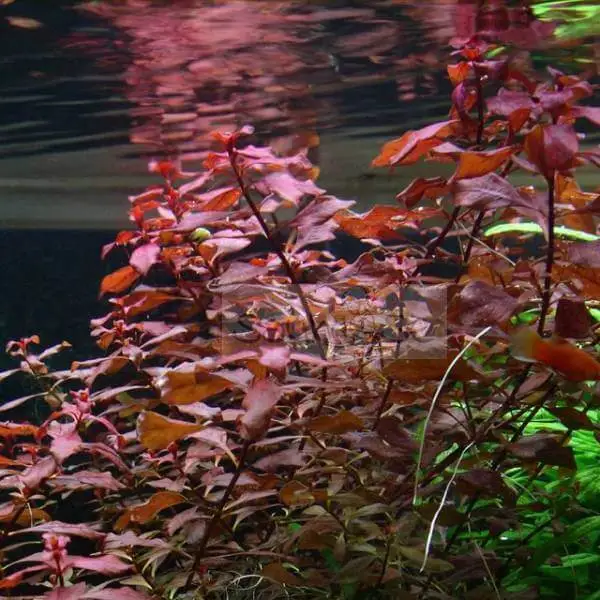 Ludwigia Palustris Super Red in Aquarium(1)