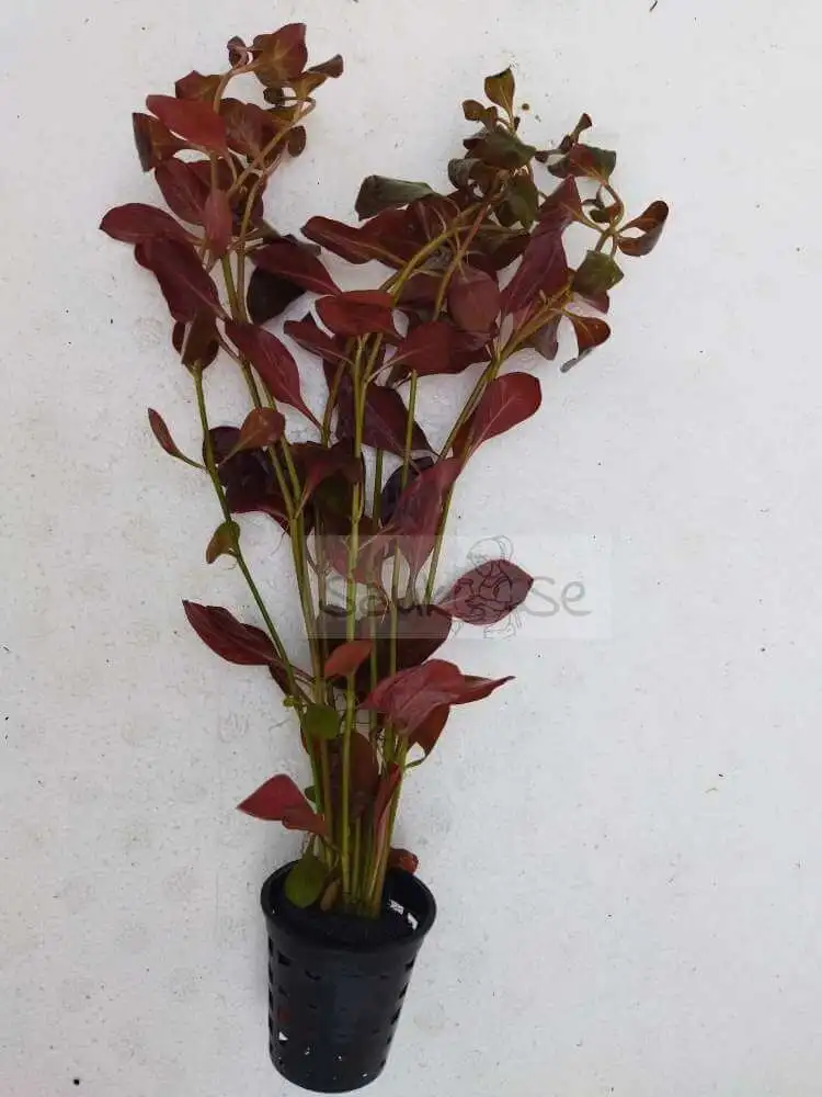 Ludwigia Palustris Super Red