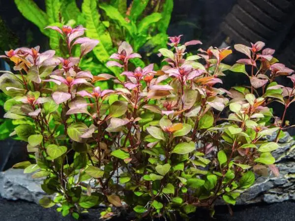 Ludwigia sp Mini Super Red aquascape