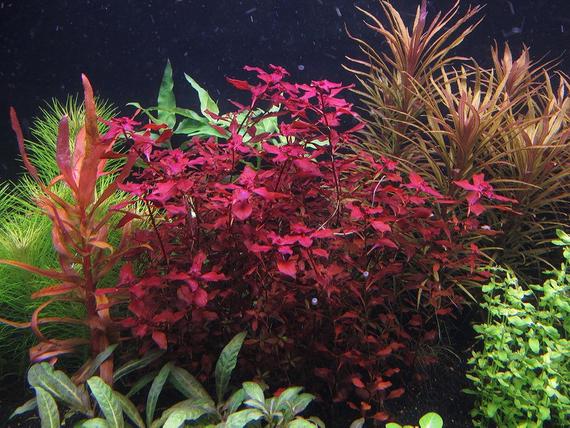 Buy Ludwigia Sp Mini Super Red | Sauk Se - All in one hobby shop