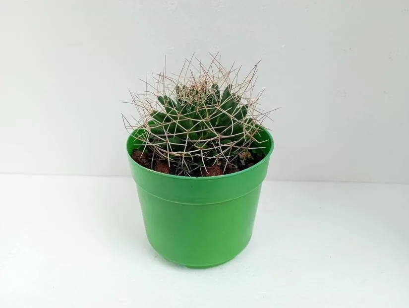 Mammillaria Camptotricha Succulent