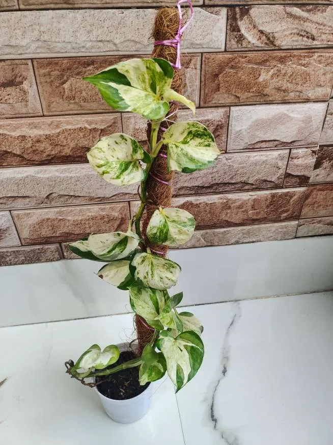 Moss Covered Coco Coir Pole For Plant Support