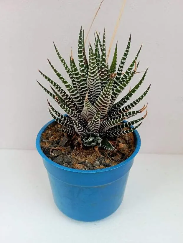 Mutant Zebra Haworthia