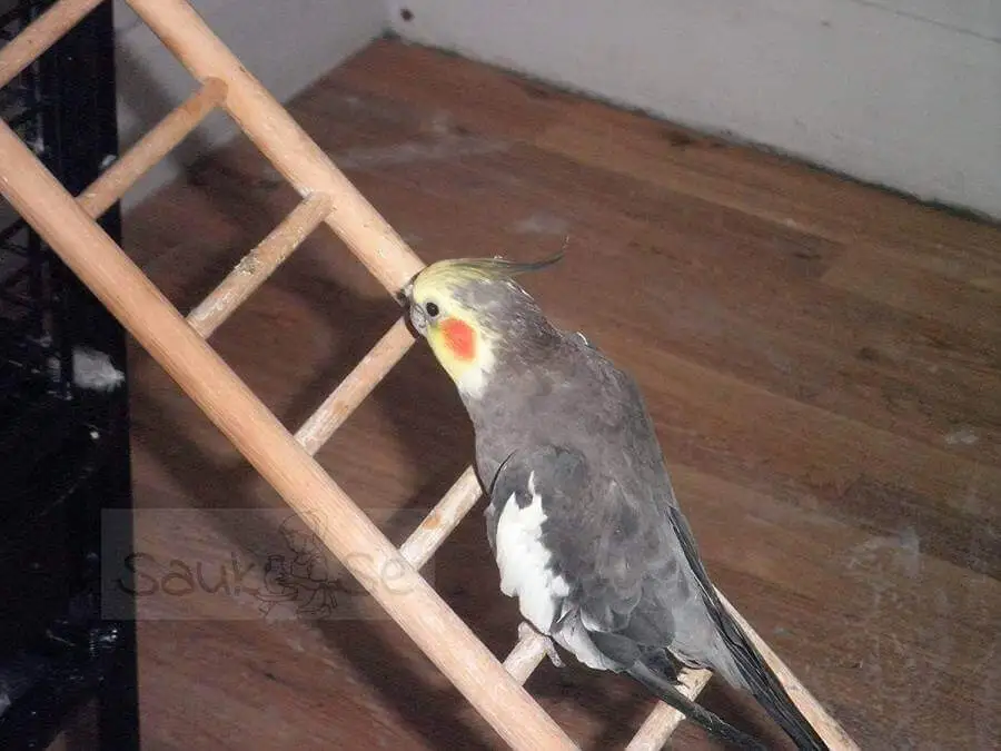 Natural Wooden Ladder For Bird