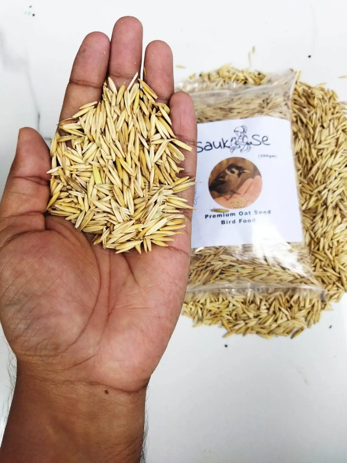 Oat Seed Premium Best Price