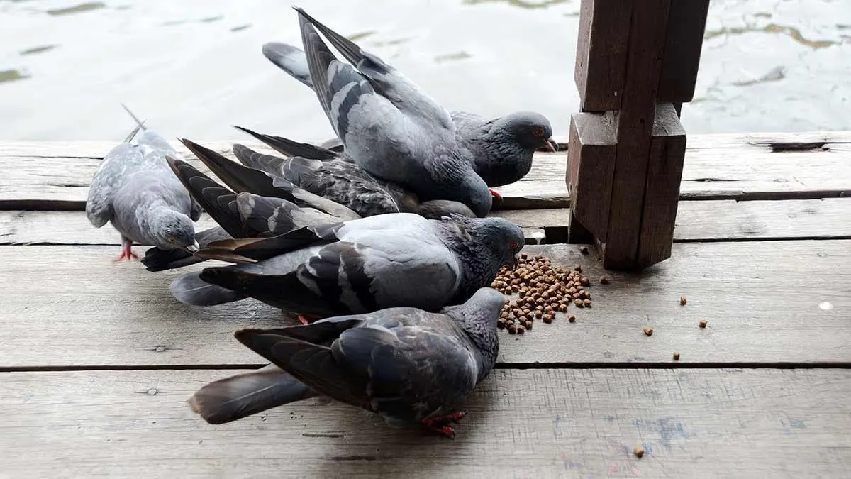 Pigeon Bird Food Hutka