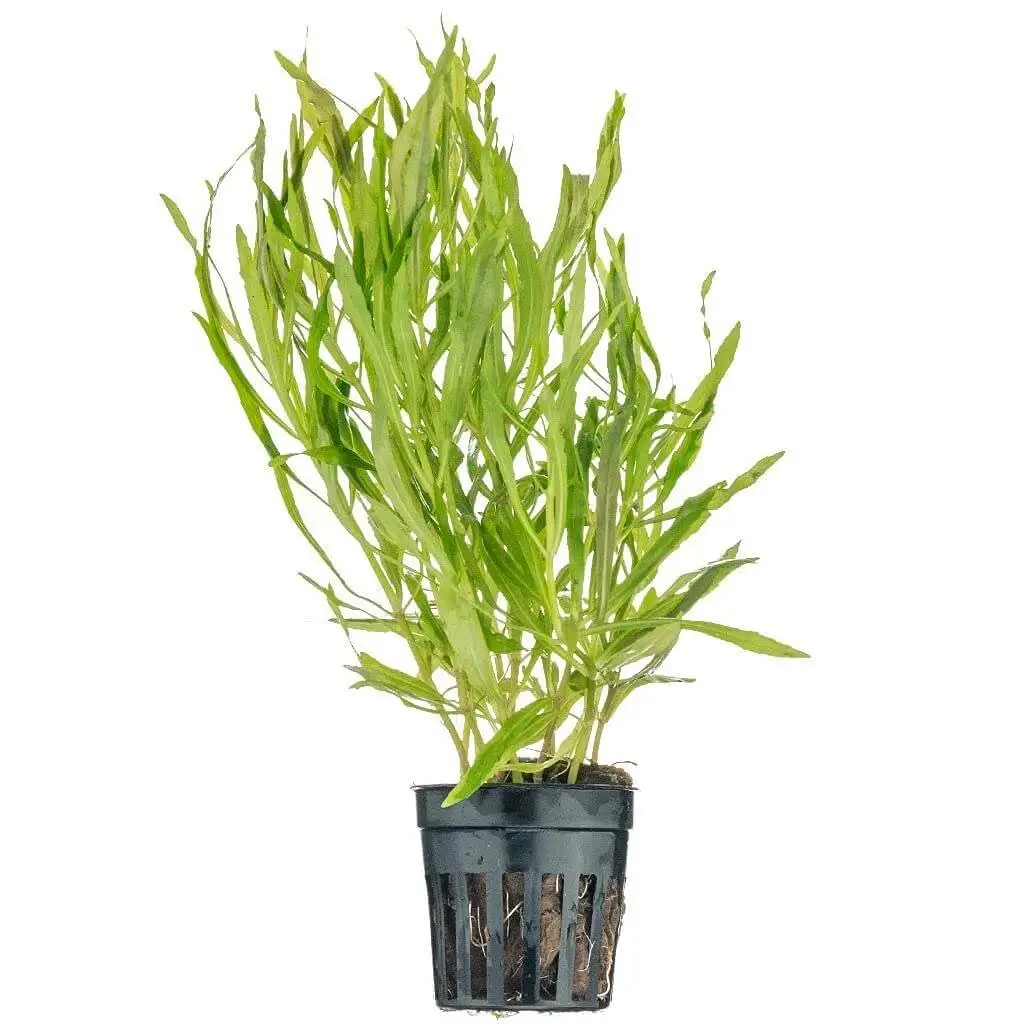 Pogostemon Stellatus Octopus Aquarium Plant