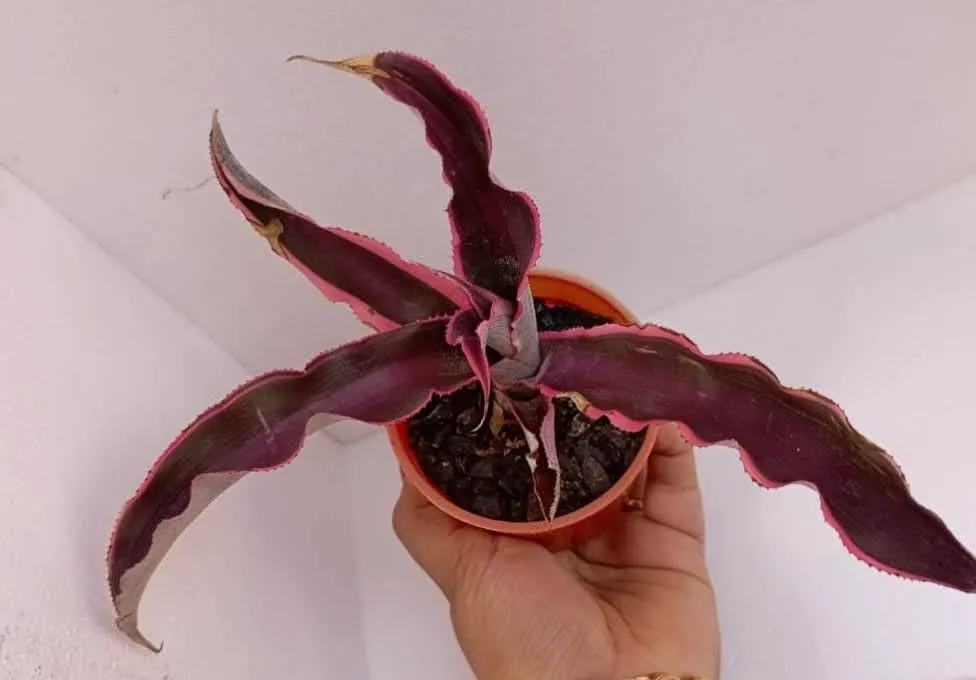 Red Bromeliad Succulent