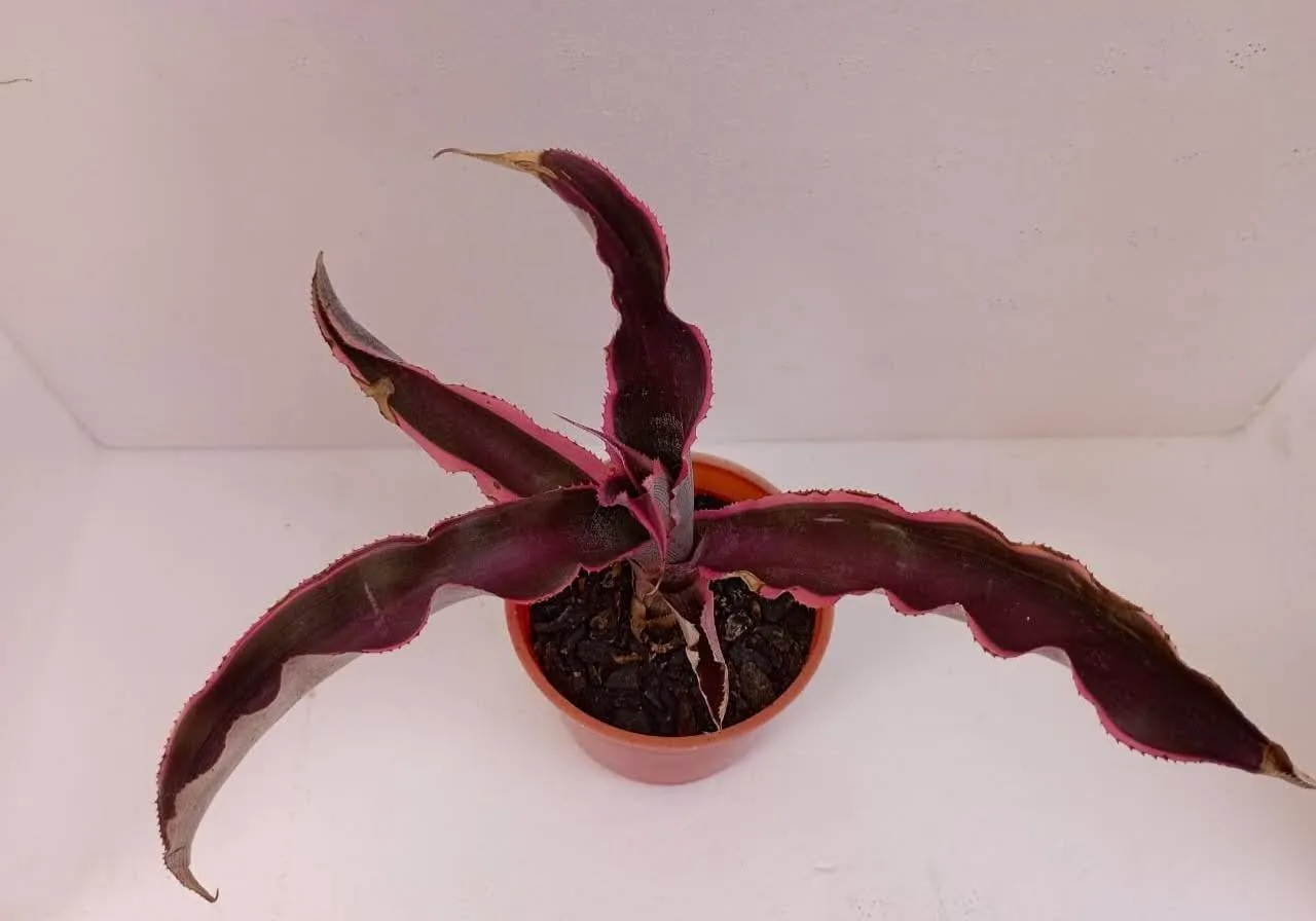 Red Cryptanthus Houseplant