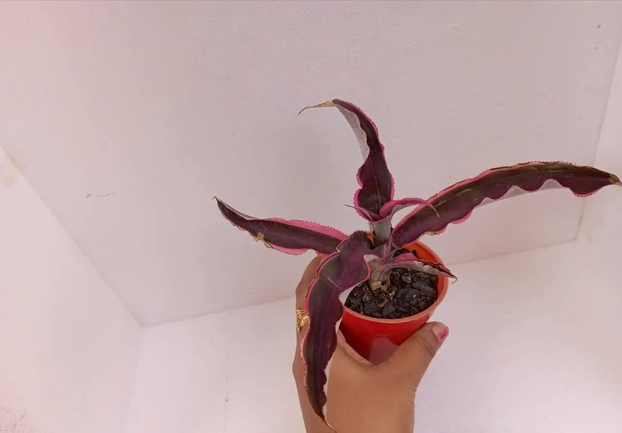 Red Cryptanthus Succulent Plant