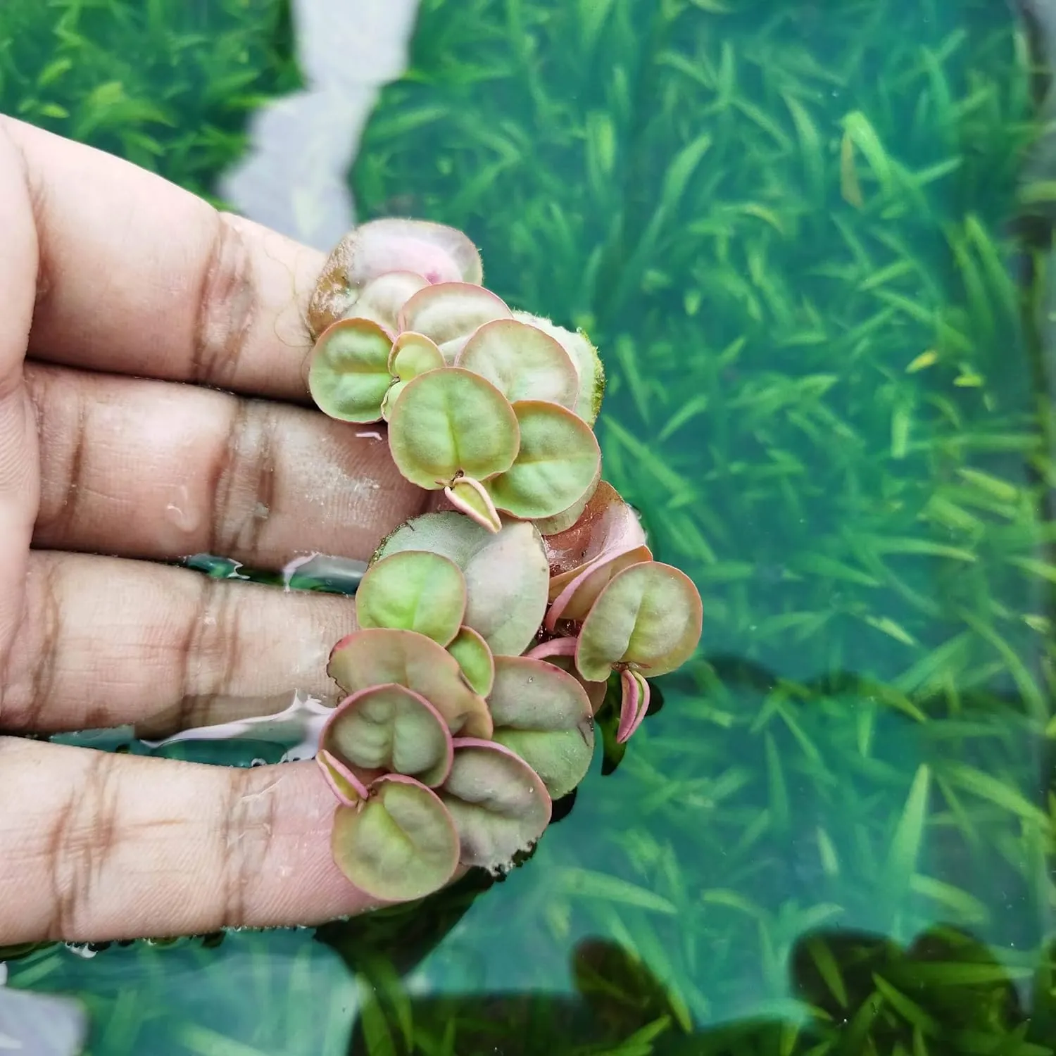 Red Root Floater Aquarium Plant With Vivid Red Roots