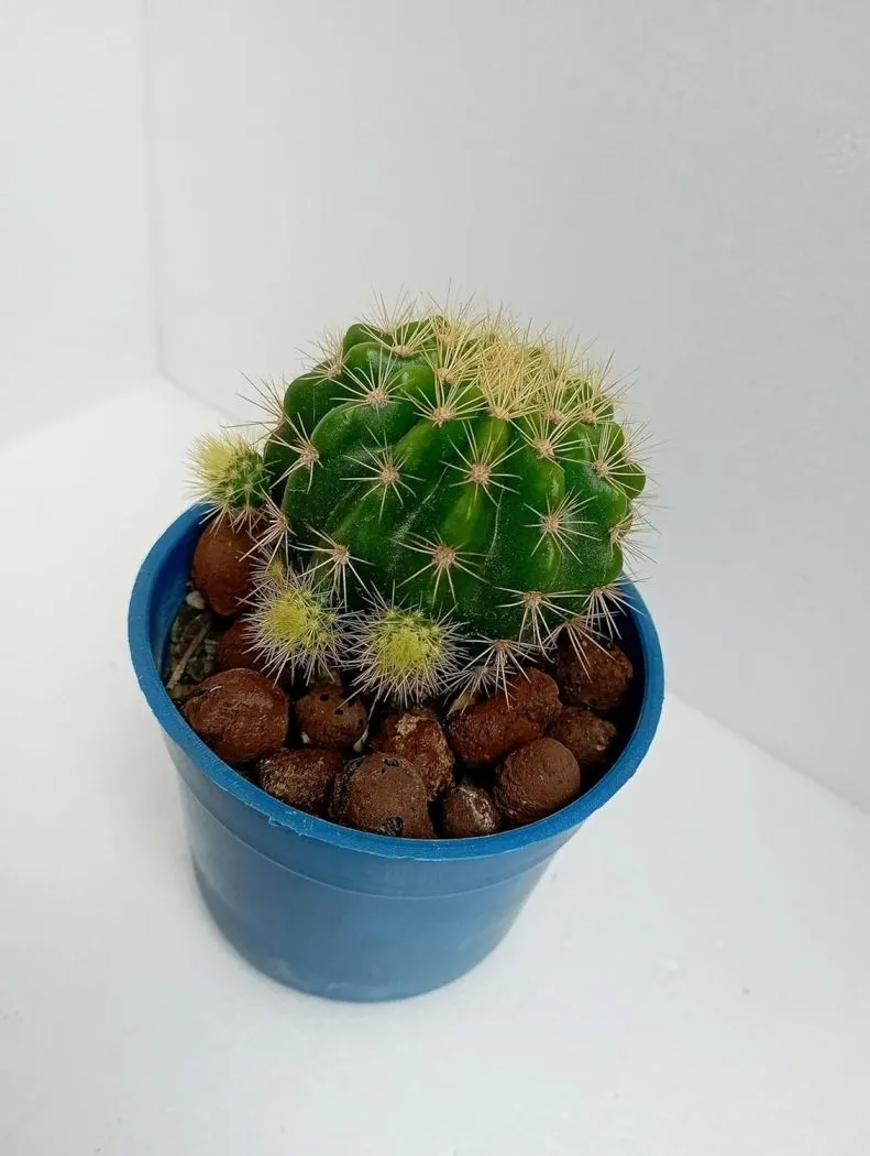 Round Spiny Cactus