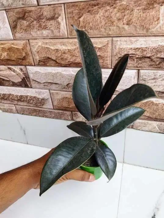 Rubber Tree Plant with Pot - Ready to Display and Enjoy