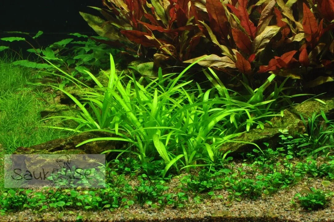 Sagittaria subulata mid ground plant