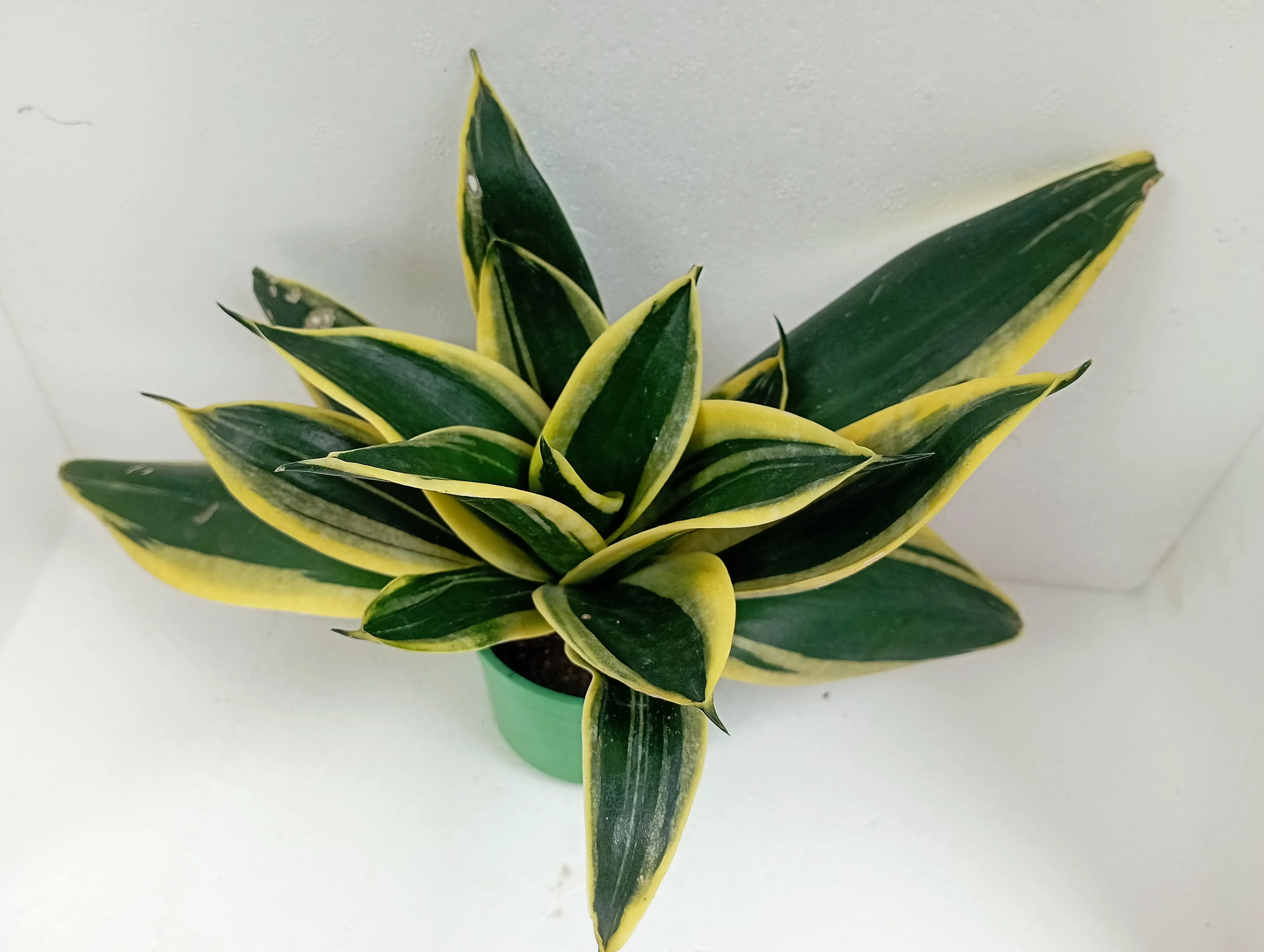 Sansevieria Hahnii Golden Dwarf Indoor Air Purifying Plant