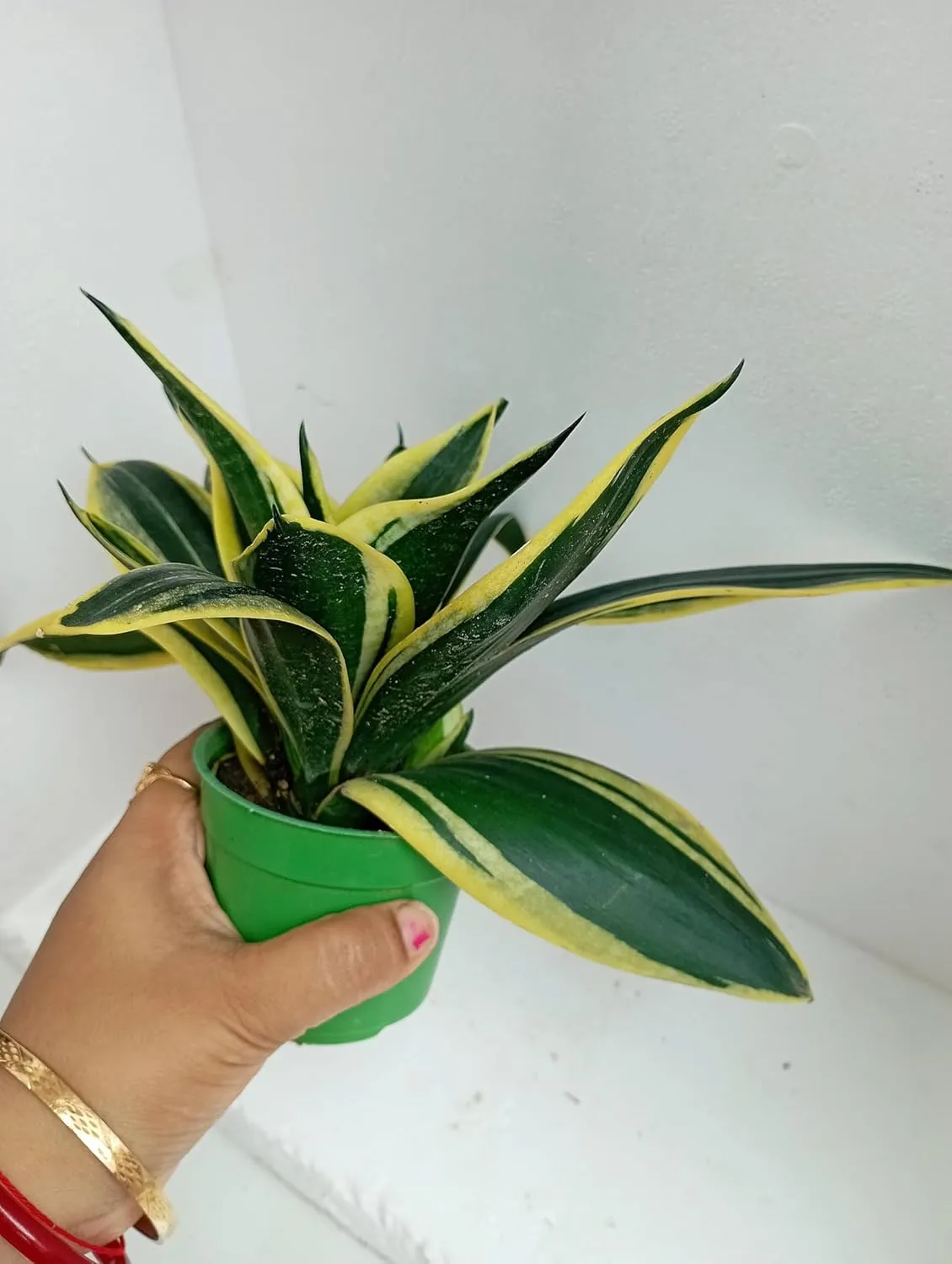 Sansevieria Hahnii Golden Dwarf Indoor Plant In Pot