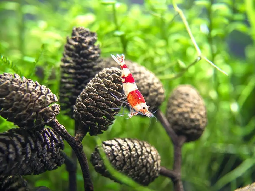 Shrimp With Alder Cones