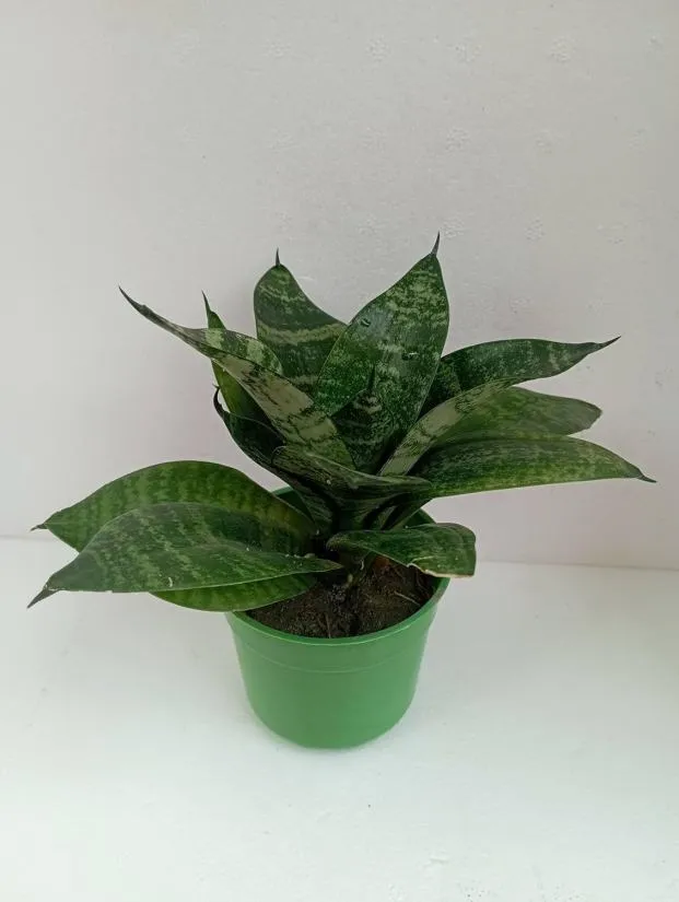 Sleek And Stylish Snake Plant