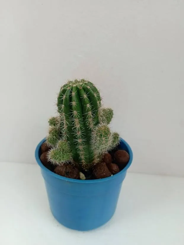 Spiny Cactus