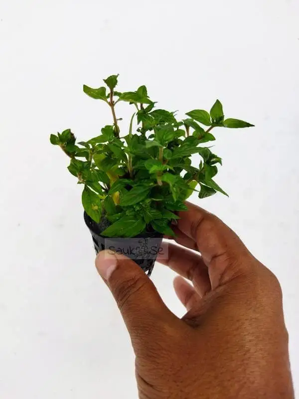 Staurogyne Porto velho Aquarium Plant