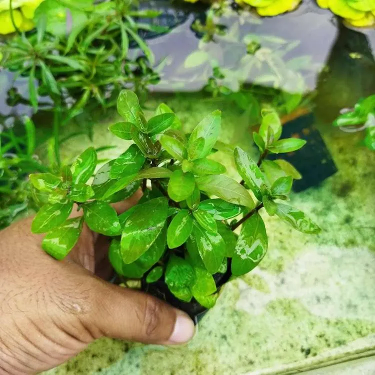 Staurogyne Sp Brown Aquarium Plant