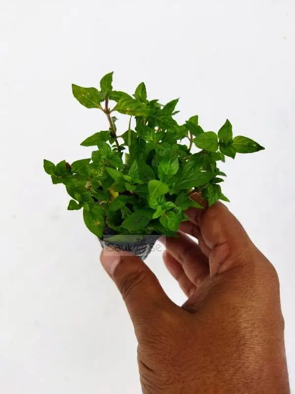 Staurogyne sp. Porto velho Aquatic Plant