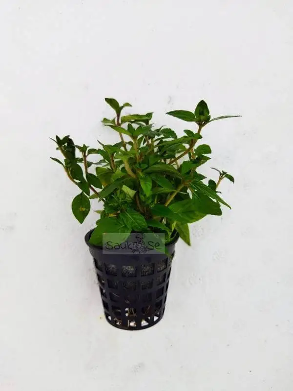 Staurogyne sp. Porto velho Plant Pot