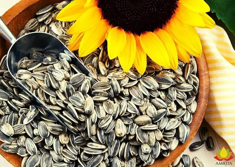 Striped Sunflower Seed for Bird