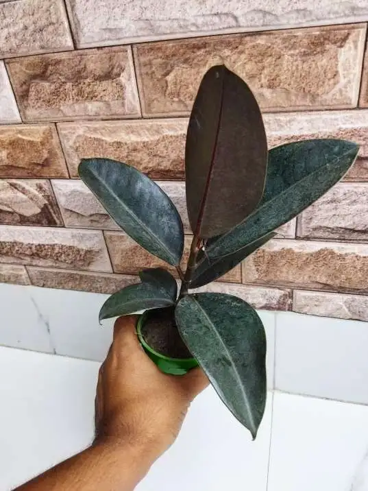 Stunning Rubber Tree Plant - Natural Air Freshener for Your Home or Office