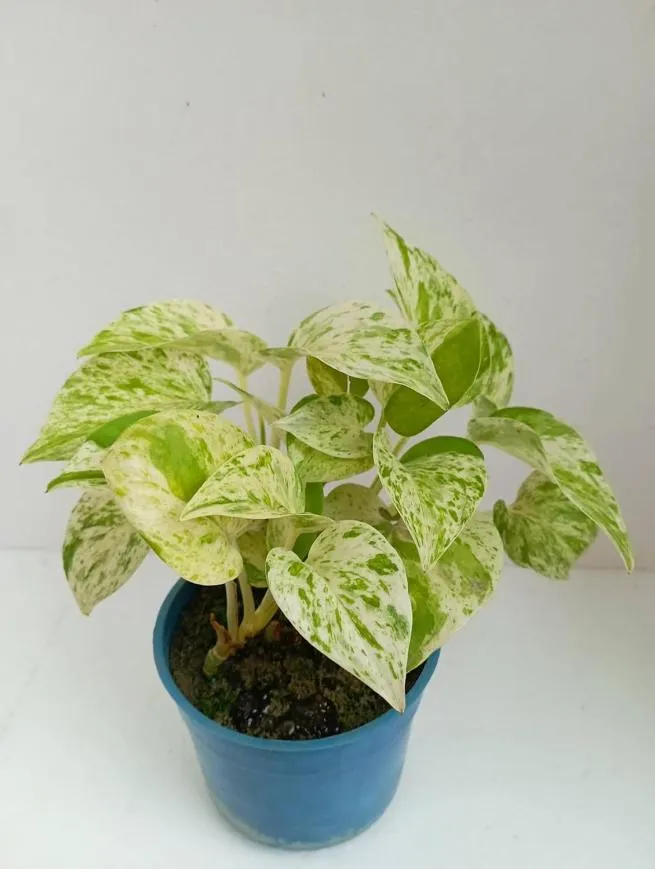 Stunning Variegated Leaves