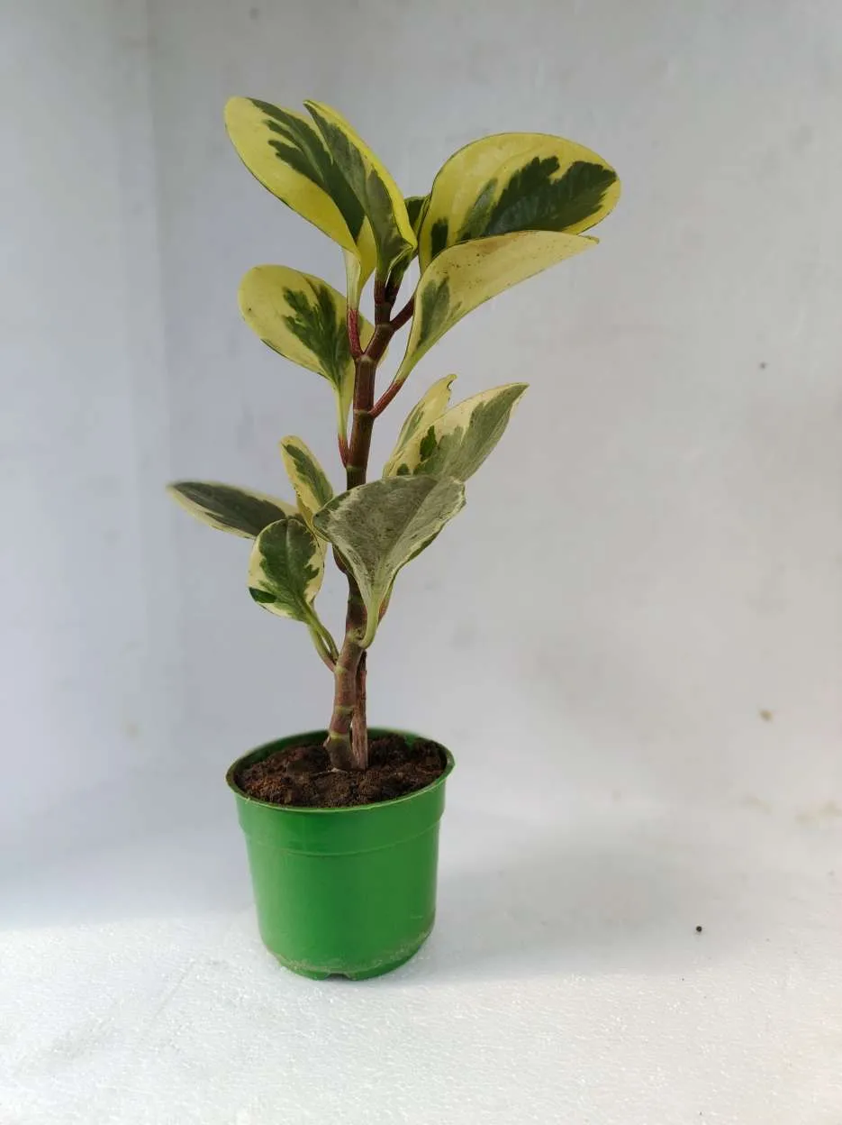 Stylishly Potted Peperomia Plant For Indoor Display