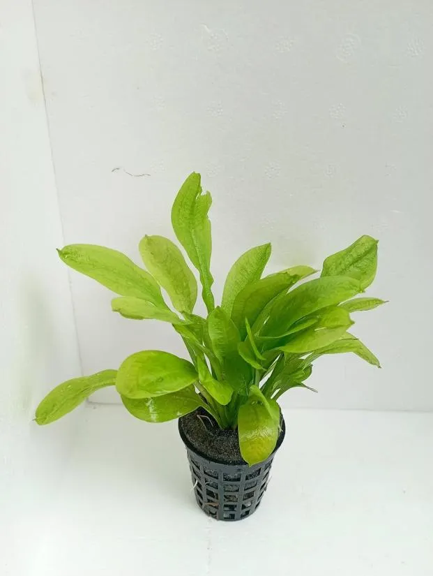 Tropical Aquarium Plant