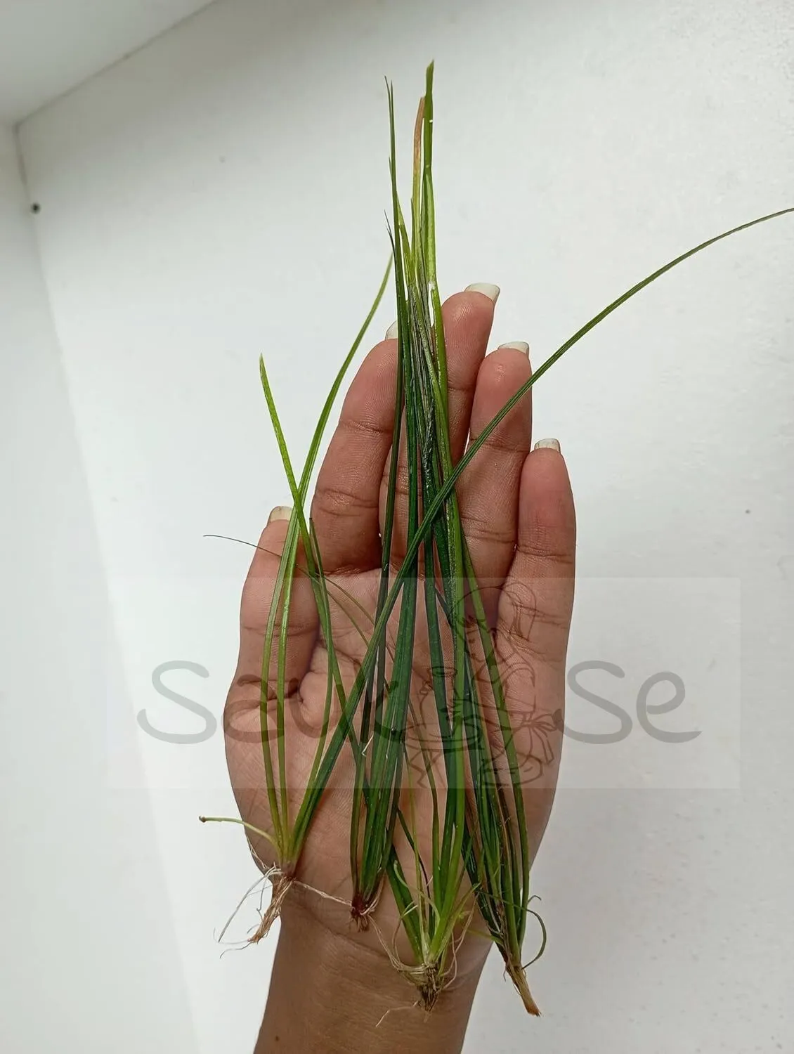Vallisneria Nana Aquarium Plant 5 Piece Background Aquarium Plant