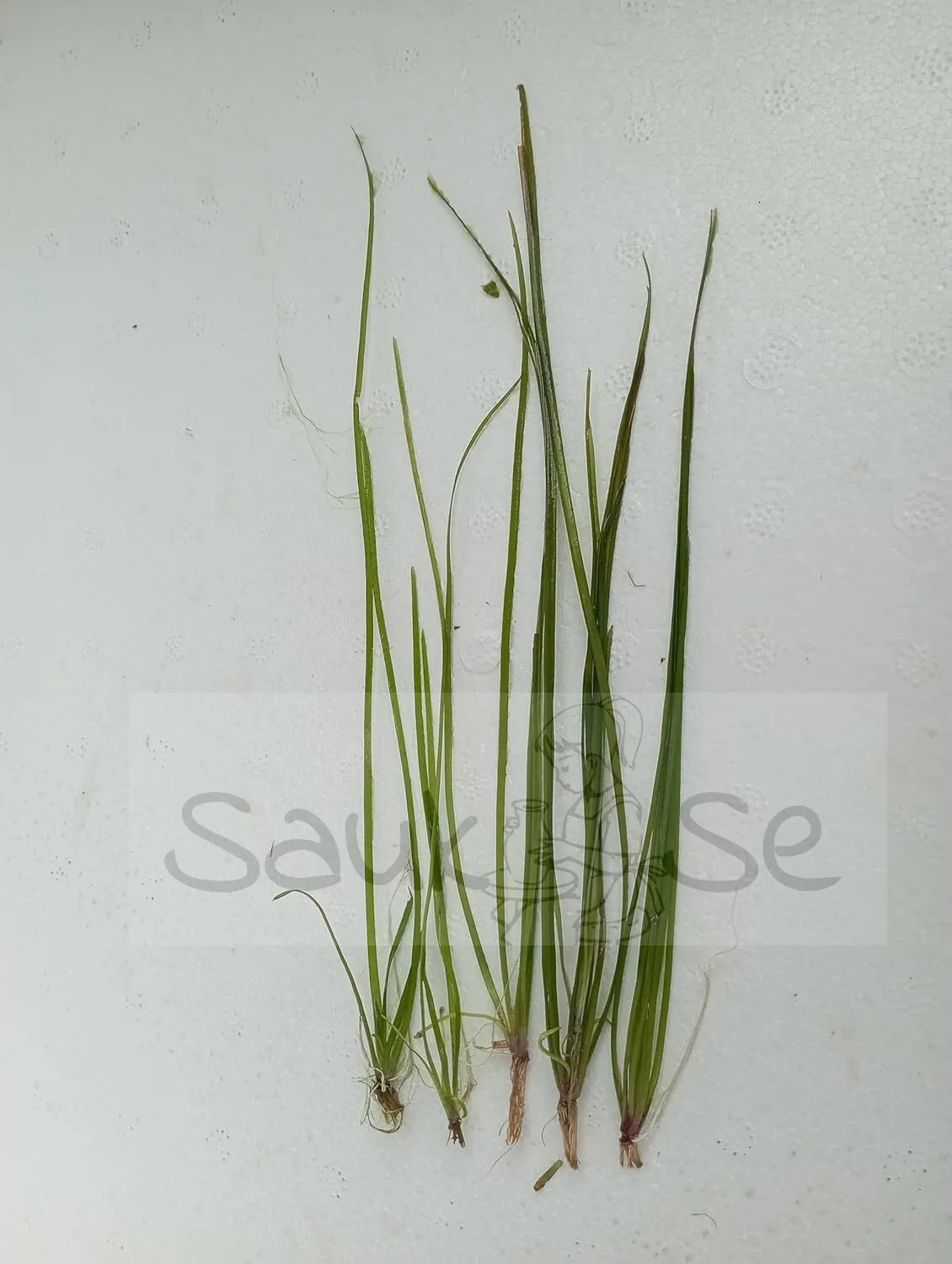 Vallisneria Nana Aquarium Plant 5 Piece Bunch