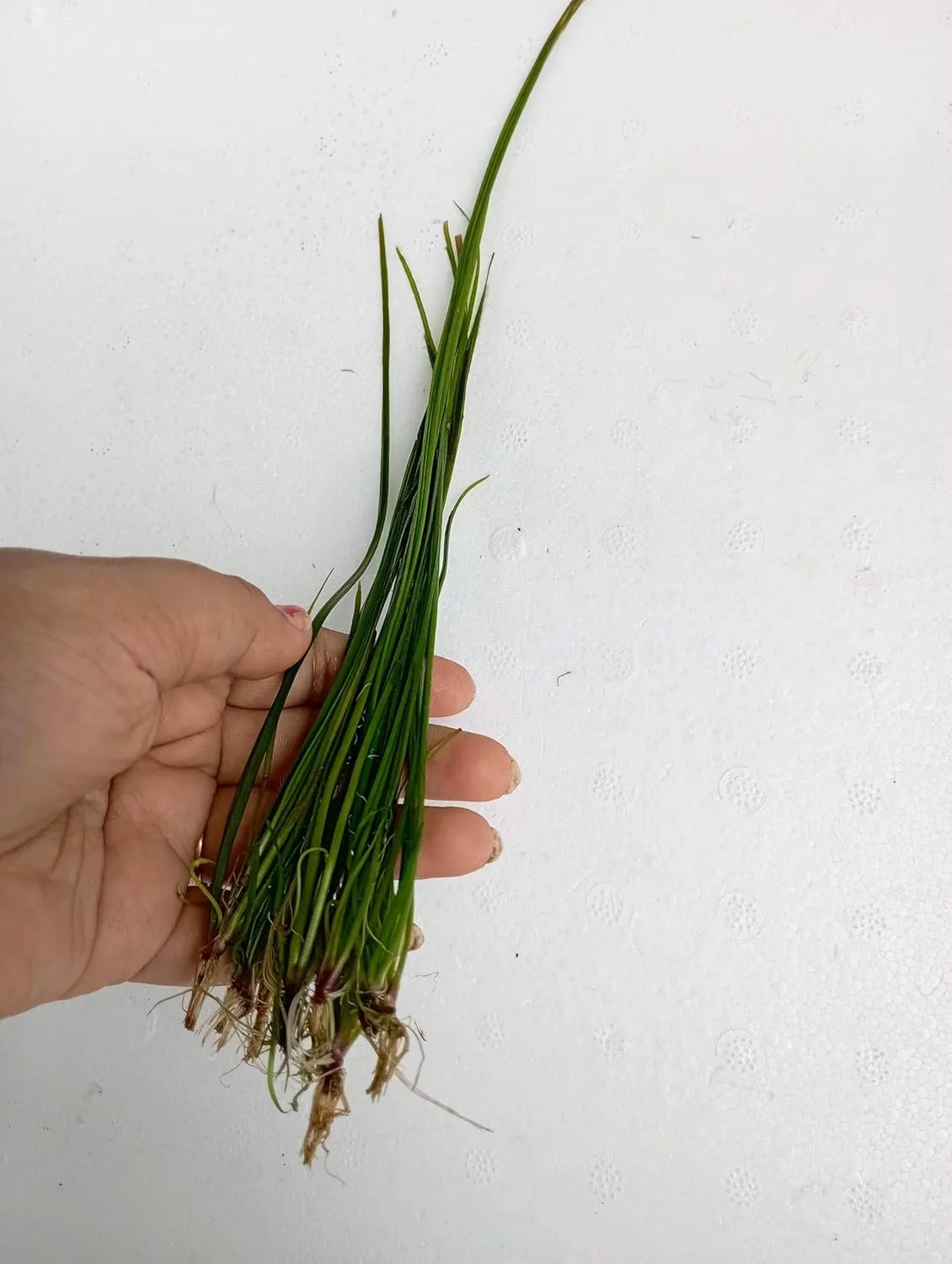Vallisneria Nana Aquarium Plant For Aquascaping 10 Piece Bunch