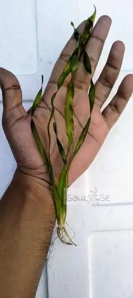 Vallisneria sp. Mini Twister - Aquatic Elegance