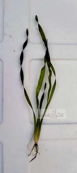 Vallisneria sp. Mini Twister - Twisted Aquatic Beauty