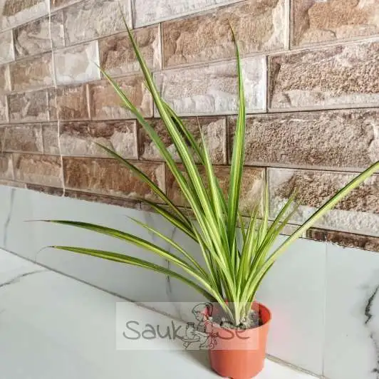 Variegated Golden Pandanus Plant with Stunning Foliage