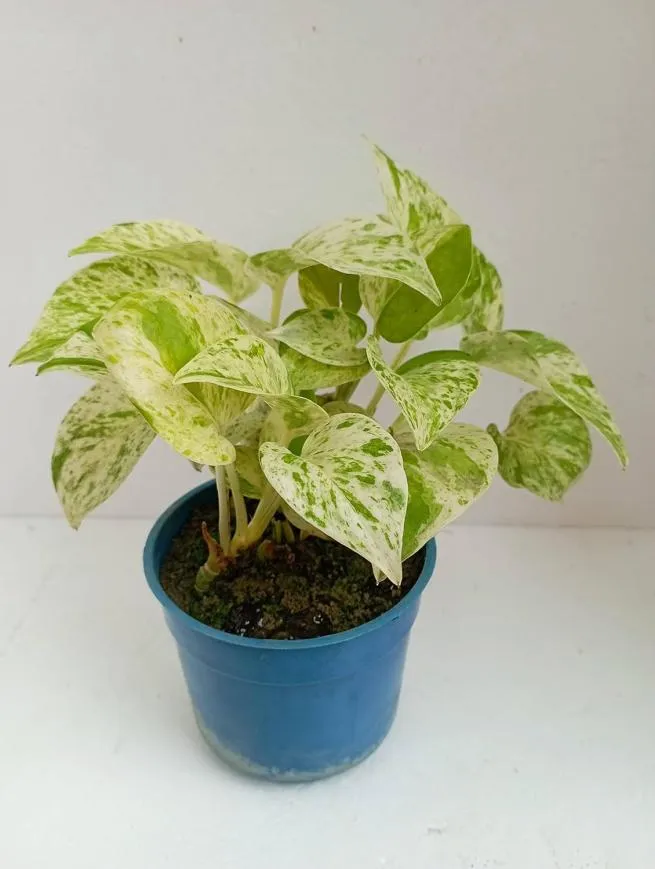 Variegated Houseplant