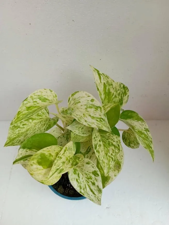 Variegated Money Plant