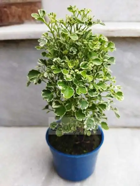 Variegated White Aralia in a 3-inch plastic pot