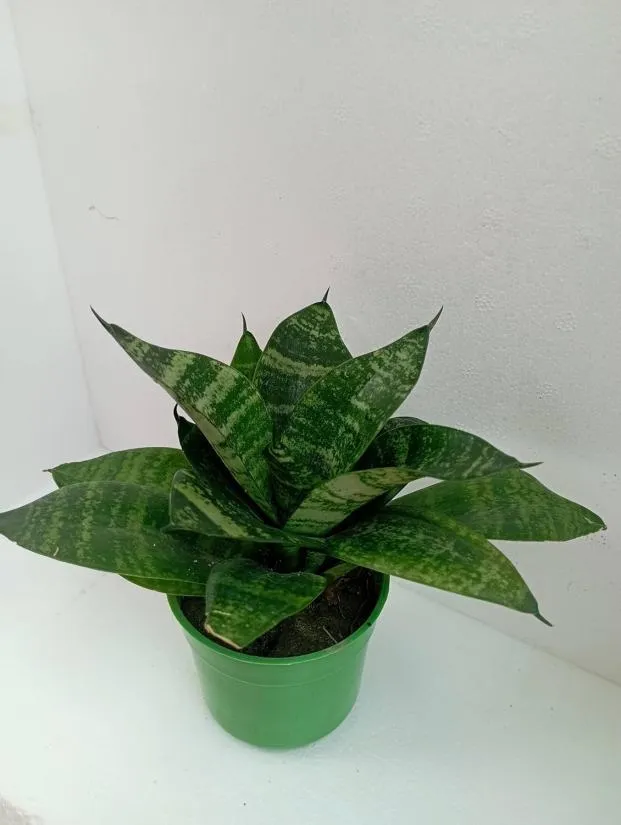 Vertical Garden Snake Plant
