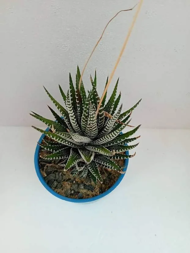 Zebra Haworthia Crested Succulent