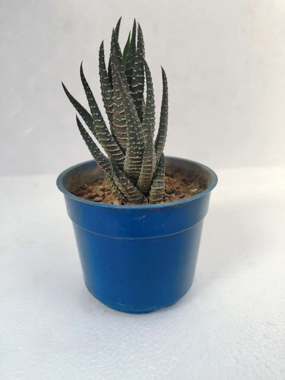 Zebra Haworthia Plant In A Decorative Pot