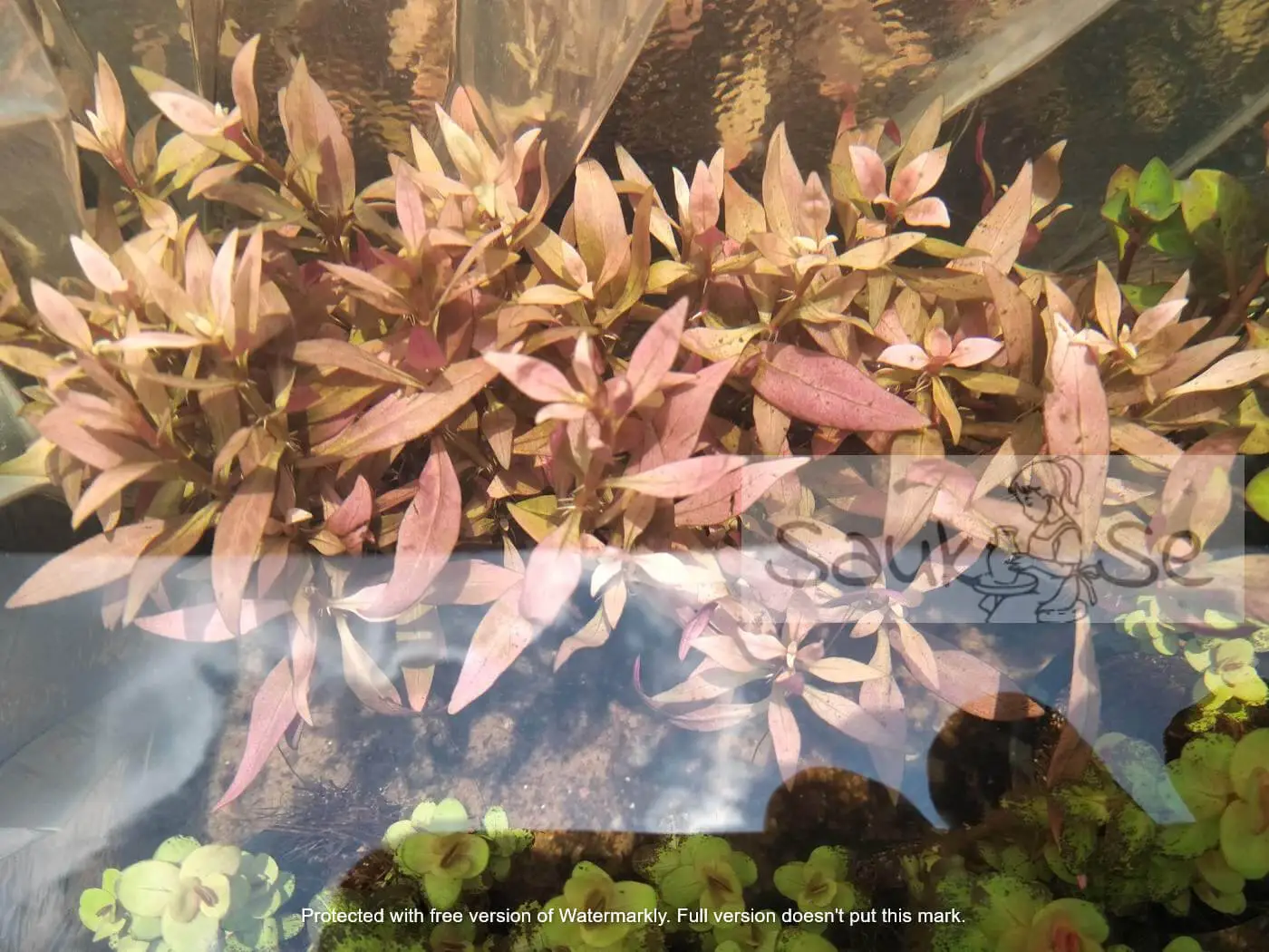 alternanthera reineckii min underwater view