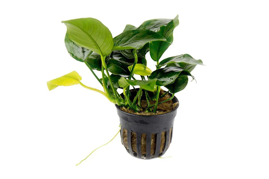 anubias nana aquarium plant