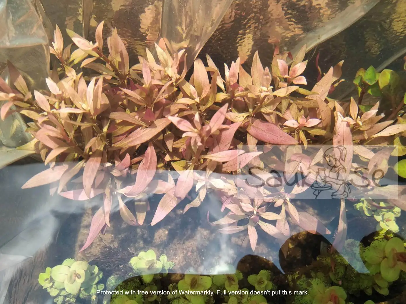 ar mini aquarium plant