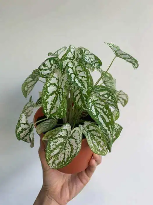 caladium humboldtii mini white in pot